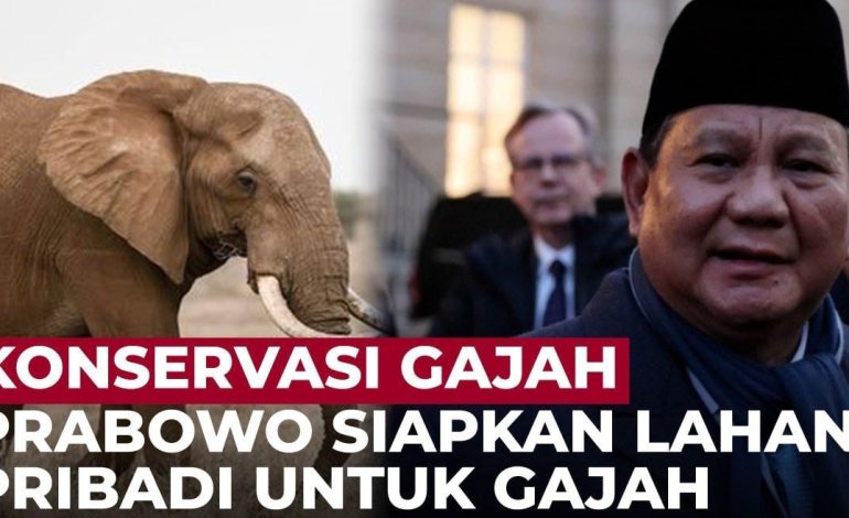 Prabowo Siapkan 20 Ribu Hektare di Aceh untuk Gajah Sumatra