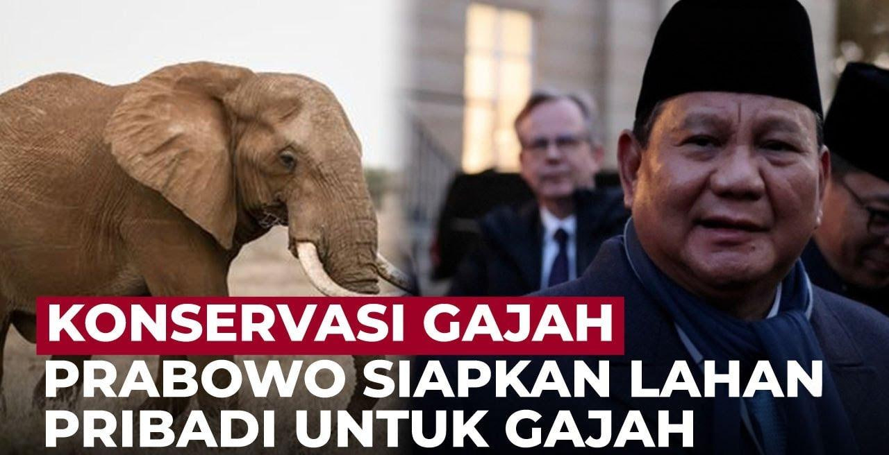 Prabowo Siapkan 20 Ribu Hektare di Aceh untuk Gajah Sumatra
